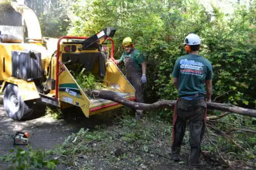 tree services Allendale